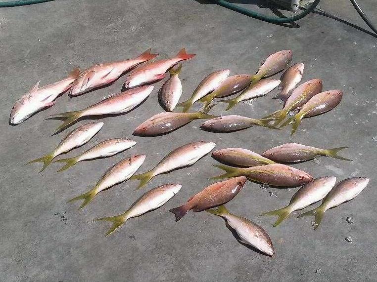 unday, September 14, 2014 8am-12noon Mutton and Yellowtail Snapper